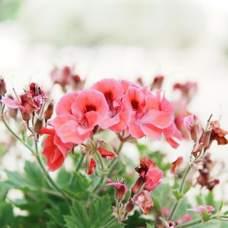 Gardenia Rooms Σαράντα Εξωτερικό φωτογραφία